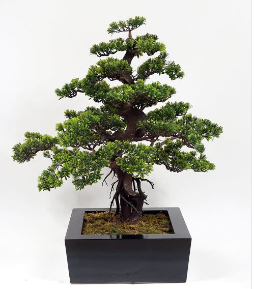 Podocarpus Bonsai 85cm