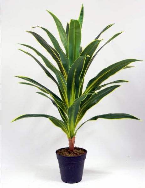 Yucca 100cm