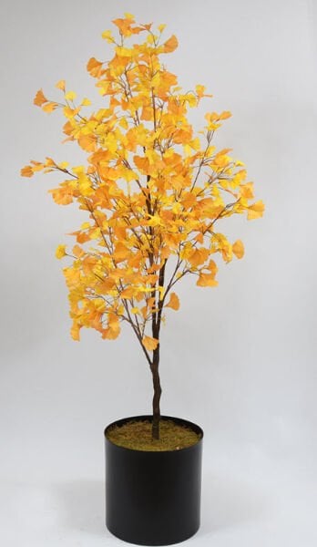 Ginkgo Ağacı 180cm