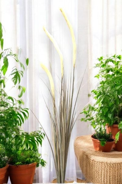 İthal Yapay Pampas Sazlık Krem 140cm