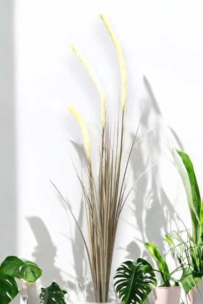 İthal Yapay Pampas Sazlık Krem 140cm