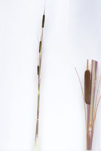 Cattail Pampas Sazlık Brown 183cm