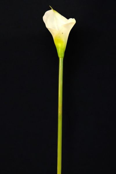 Yapay Çiçek Gala Beyaz 35cm