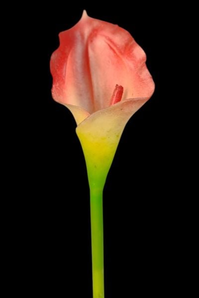 Yapay Çiçek Gala Kırmızı 35cm