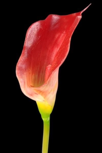 Yapay Çiçek Gala Kırmızı 55cm