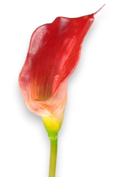 Yapay Çiçek Gala Kırmızı 55cm