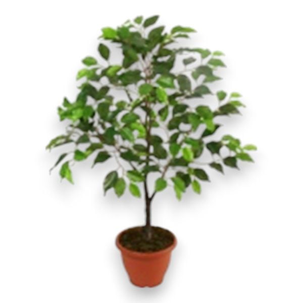 Yapay Ağaç Ficus Benjamin 100cm
