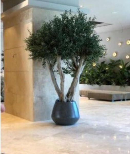 Zeytin Ağacı 250cm
