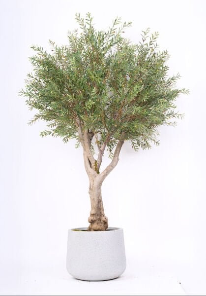 Zeytin Ağacı 220cm