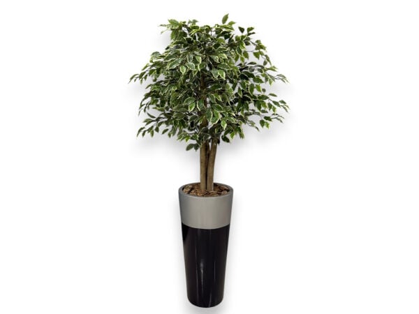 Doğal Gövdeli Alacalı Ficus Yapay Ağacı 180 cm - Fiberglass Saksılı