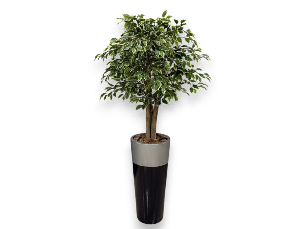 Doğal Gövdeli Alacalı Ficus Yapay Ağacı 180 cm - Fiberglass Saksılı