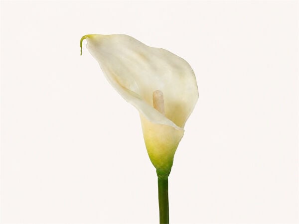 Yapay Gala Çiçeği Islak Dokulu 55 cm Beyaz