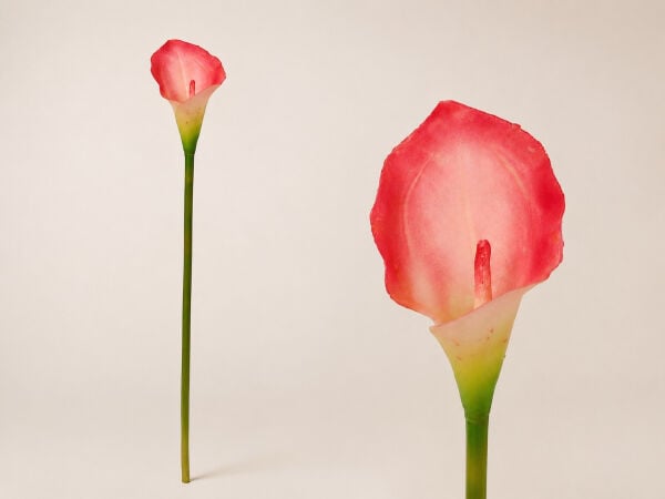 Yapay Gala Çiçeği Islak Dokulu 35 cm Pembe