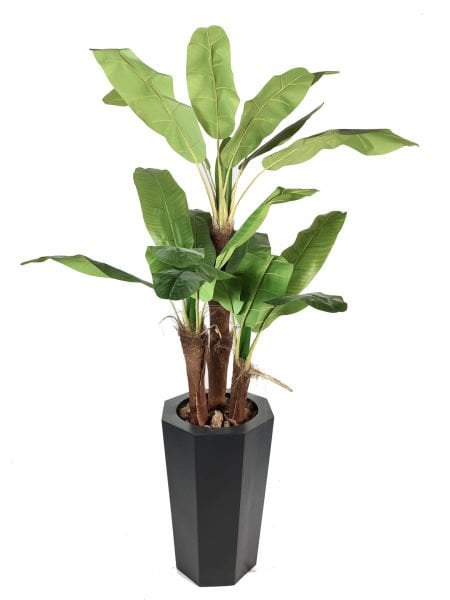 Tropikal Muz Ağacı 280cm Fiberglass Saksı