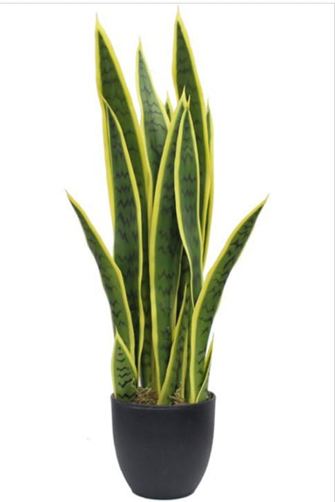 Yapay Sansevieria - Paşakılıcı