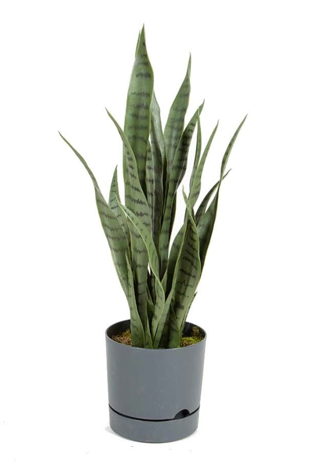 Yapay Sansevieria - Yapay Paşakılıcı Yeşil
