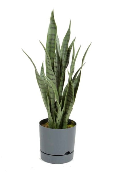 Yapay Sansevieria - Yapay Paşakılıcı Yeşil