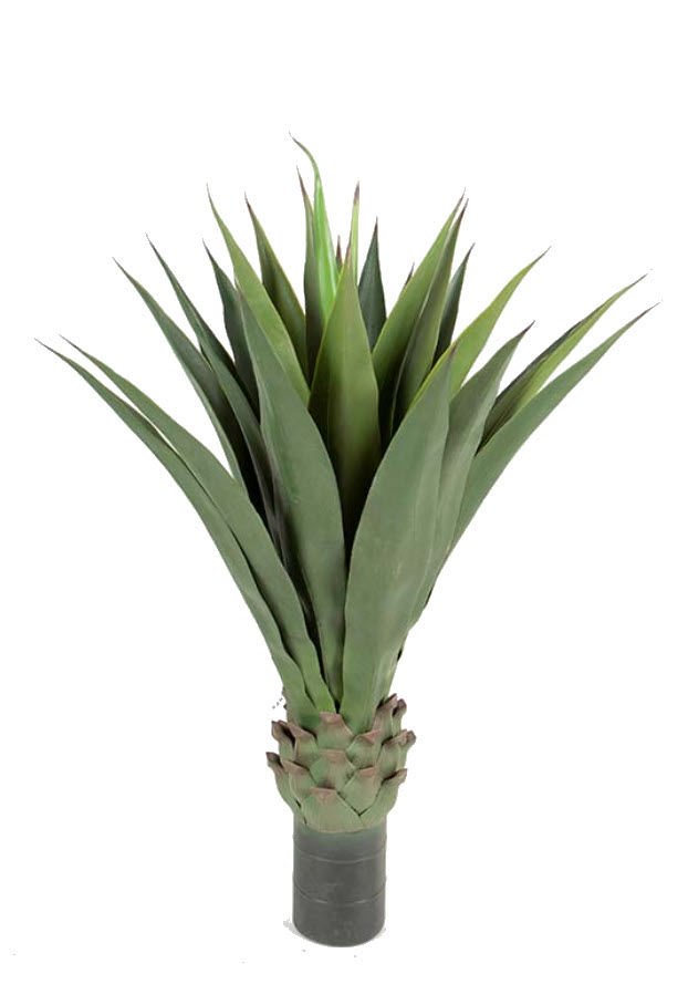 Agave 110cm