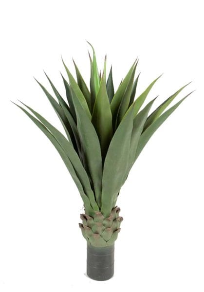 Agave 110cm