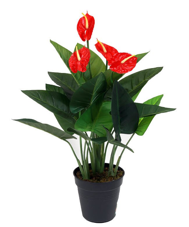 Yapay Antoryum Bitkisi Saksılı 60 cm Kırmızı