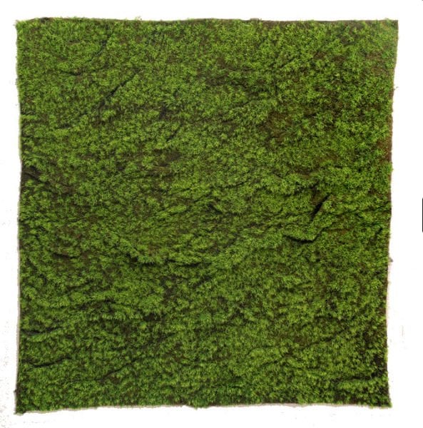 Yapay Yosun - UV Moss 100x100cm
