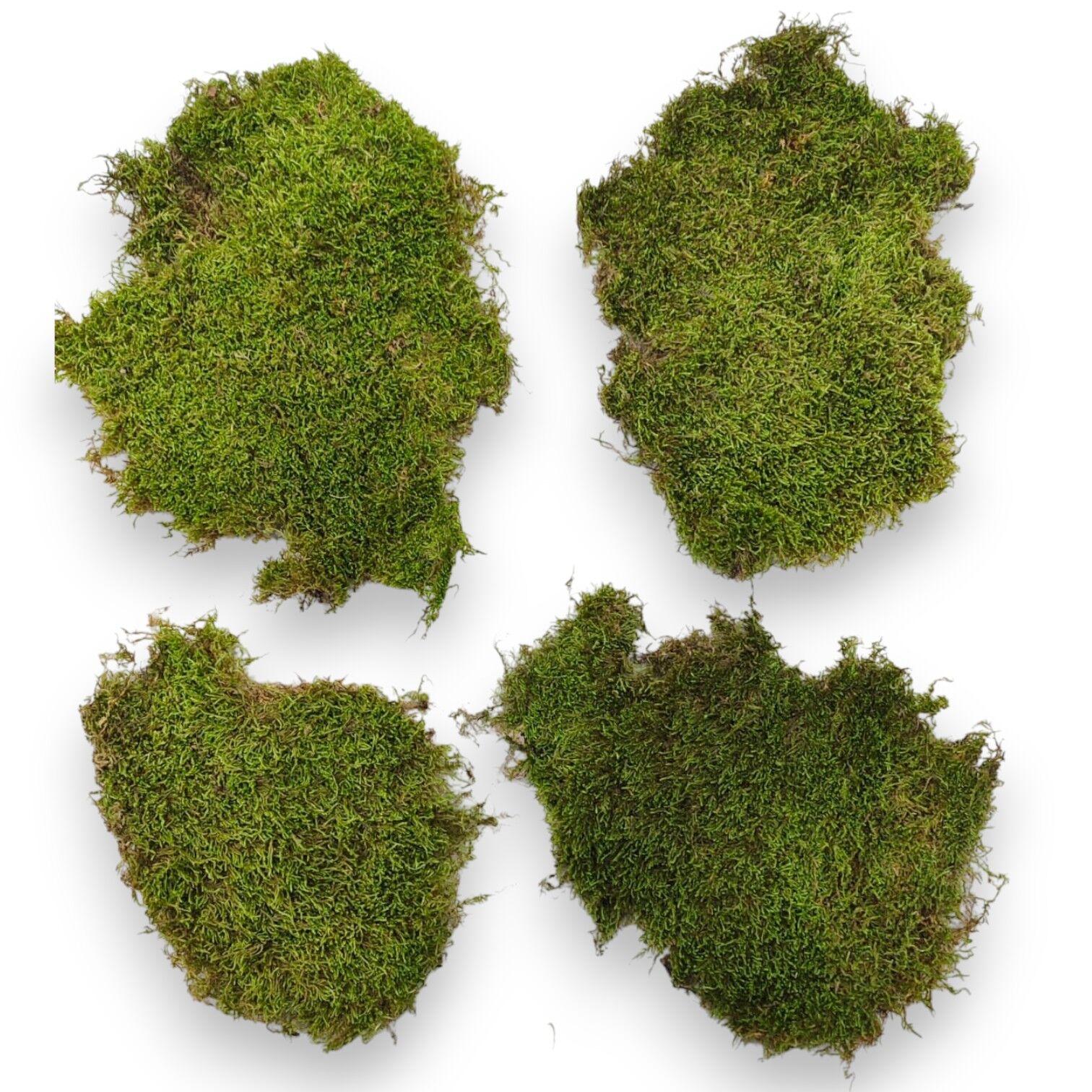 Doğal Dekoratif Yosun (Moss) - 2.5 kg