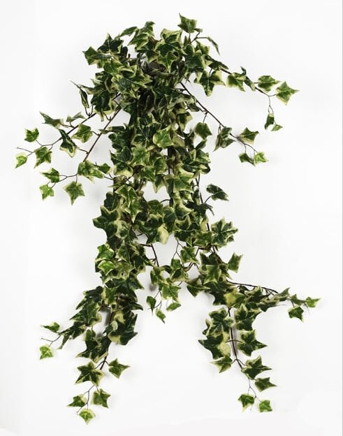 Yapay Sarmaşık Holland Ivy 80cm Alacalı
