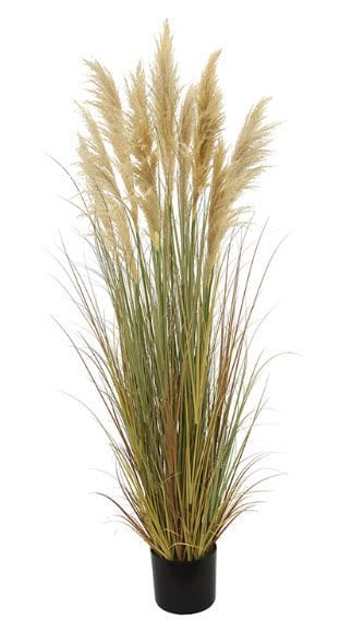 Pampas Grass 150cm