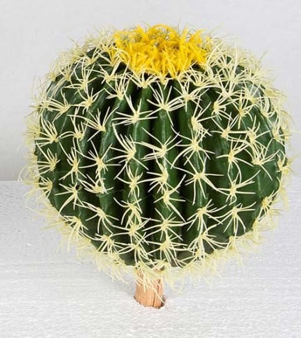 20cm Top Kaktüs