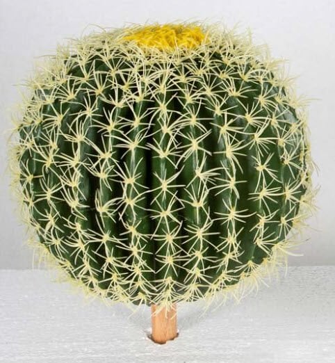 30cm Top Kaktüs