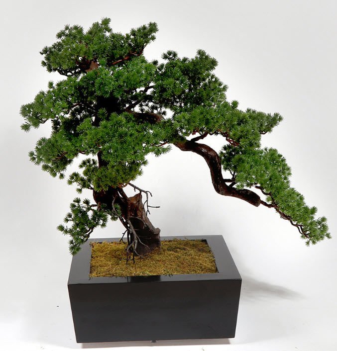 Pine Bonsai Ağacı - 70cm