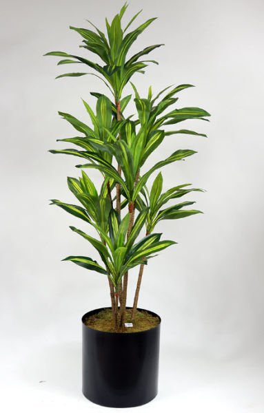 Yapay Dracena Ağacı 180cm