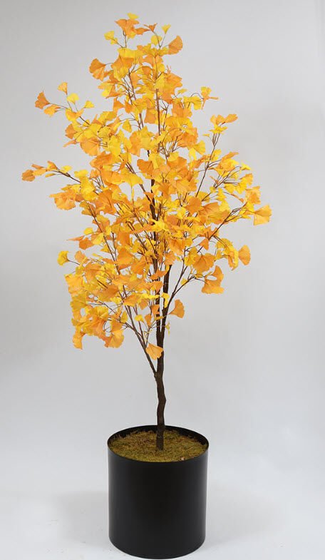 Ginkgo Ağacı 180cm
