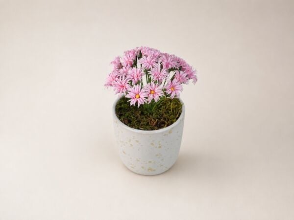 Krem Seramik Saksıda Pembe Yapay Papatya 15 cm