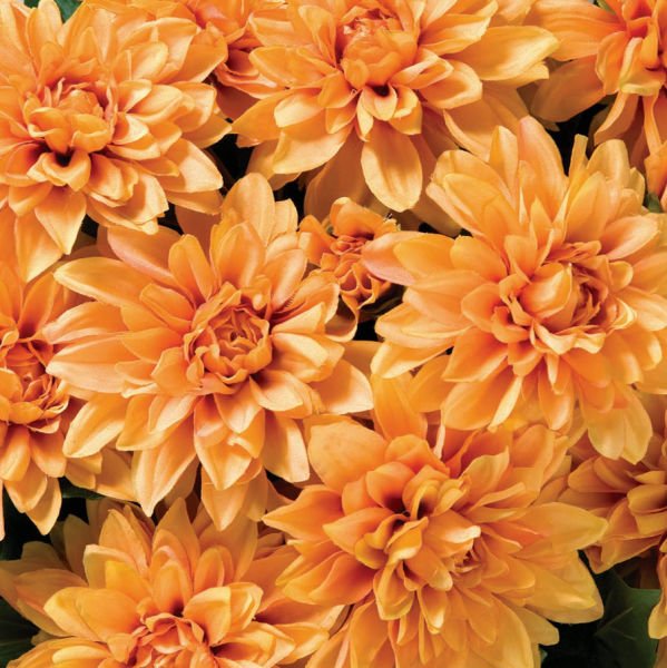 Yapay Çiçek Dahlia Yıldız Çiçeği 86cm Turuncu
