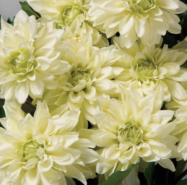 Yapay Çiçek Dahlia Yıldız Çiçeği 86cm Krem