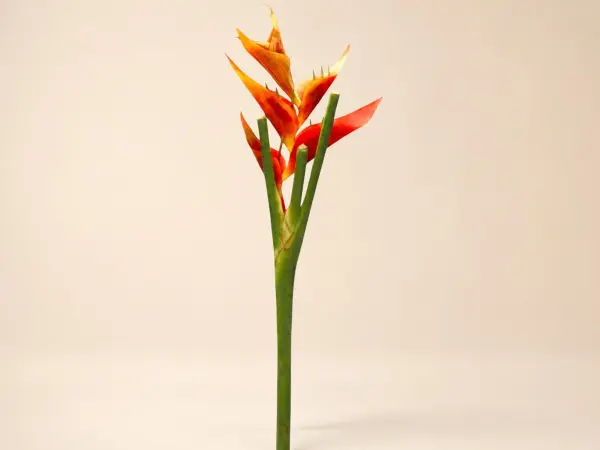 Büyük Yapay Starliçe Çiçeği 120 cm – Turuncu Tonlu