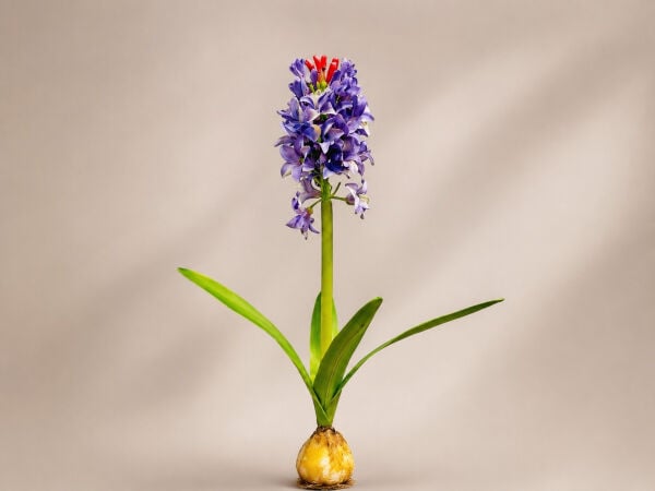 Yapay Bitki Sümbül 38 cm - Mor