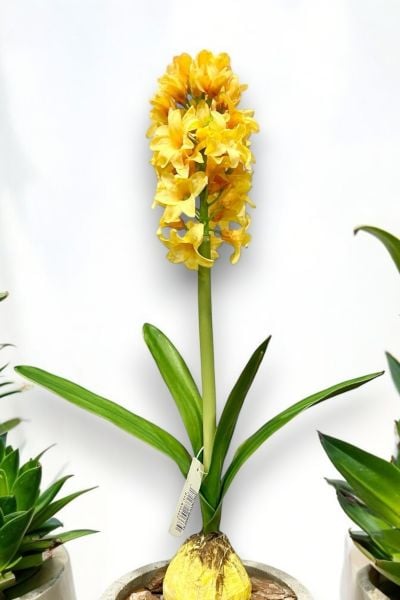 Yapay Çiçek Sümbül 38cm Sarı