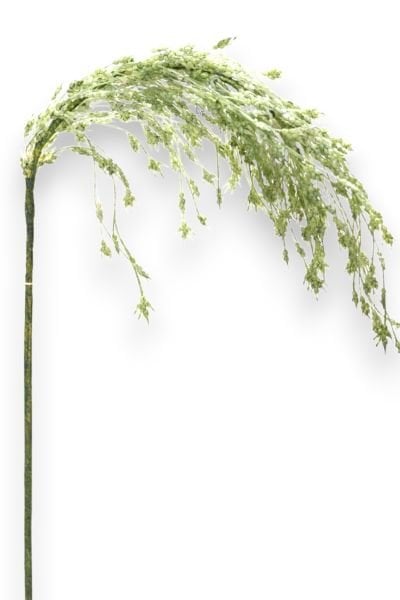 Yapay Çiçek Pampas Yeşil 57cm