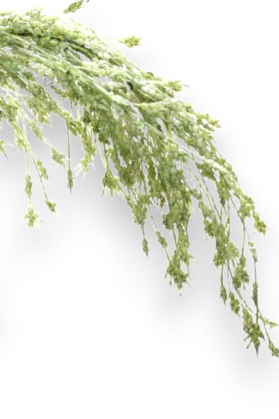 Yapay Pampas Tek Dal 57 cm - Yeşil