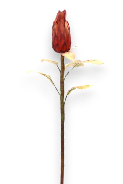 Royal Lotus Protea 86cm Bordo