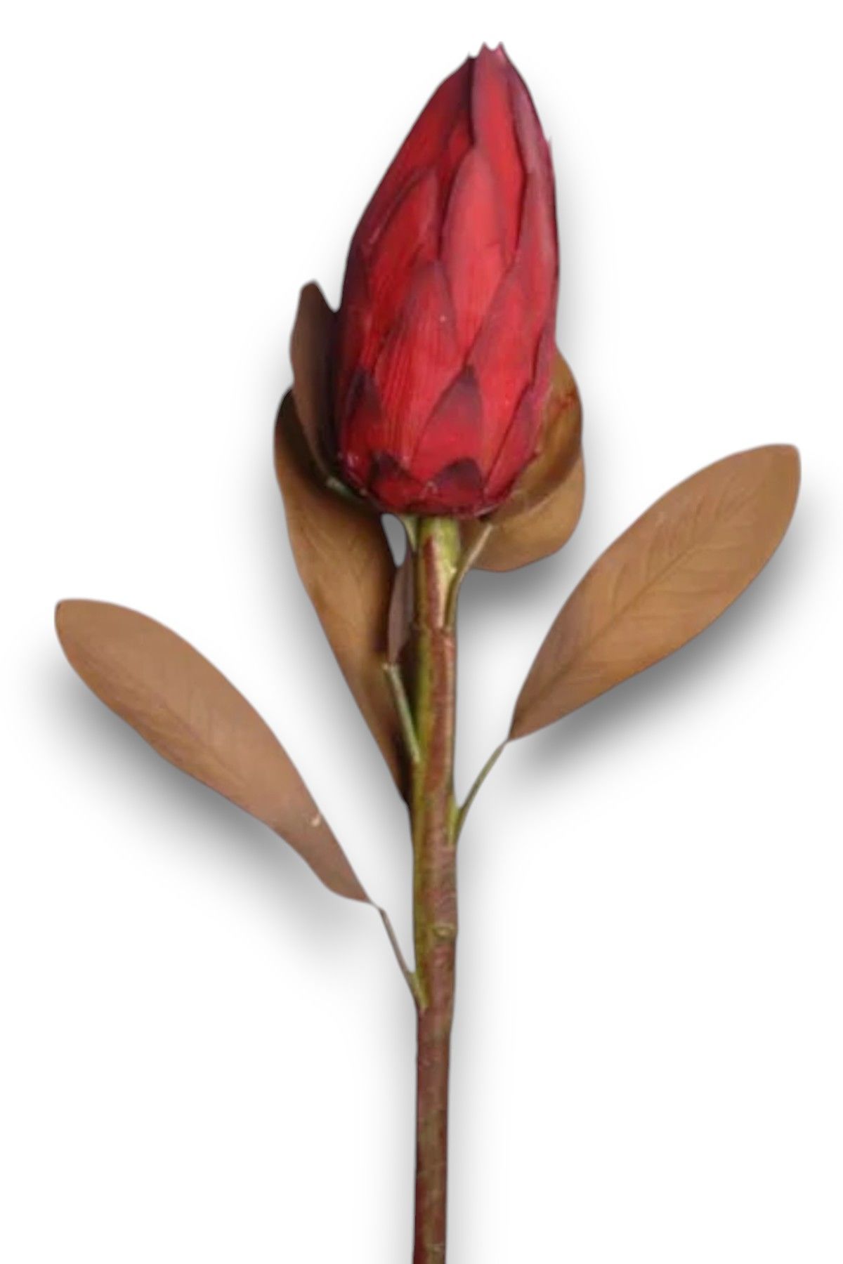 Royal Lotus Protea 86cm Bordo