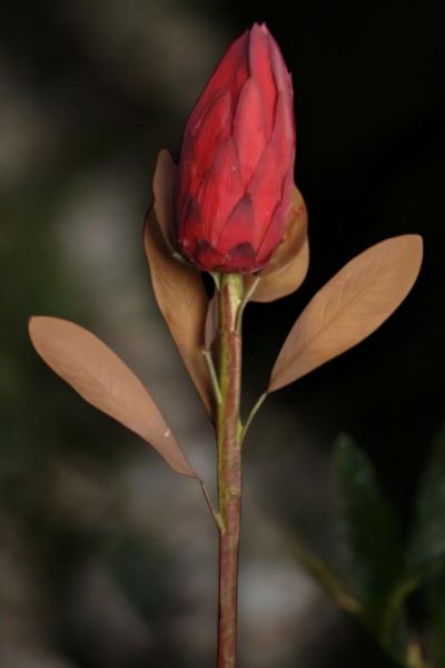 Royal Lotus Protea 86cm Bordo