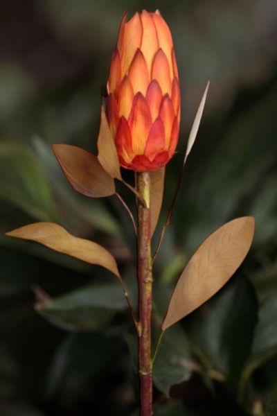 Royal Lotus Protea 86cm Turuncu