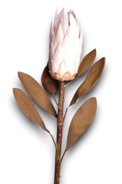 Royal Lotus Protea 86cm Krem