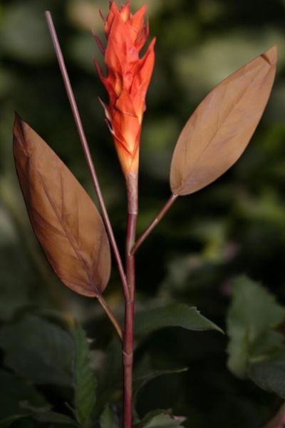 Tropikal Ginger 90cm Turuncu