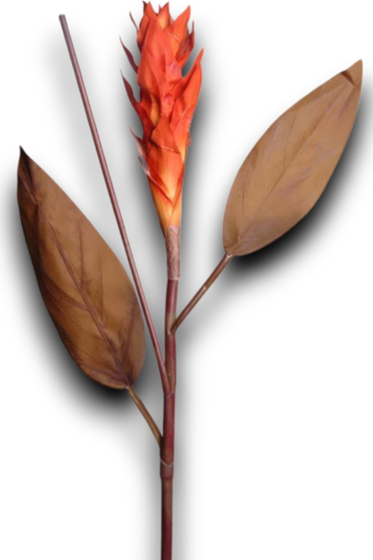 Tropikal Ginger 90cm Turuncu