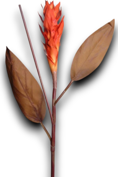 Tropikal Ginger 90cm Turuncu