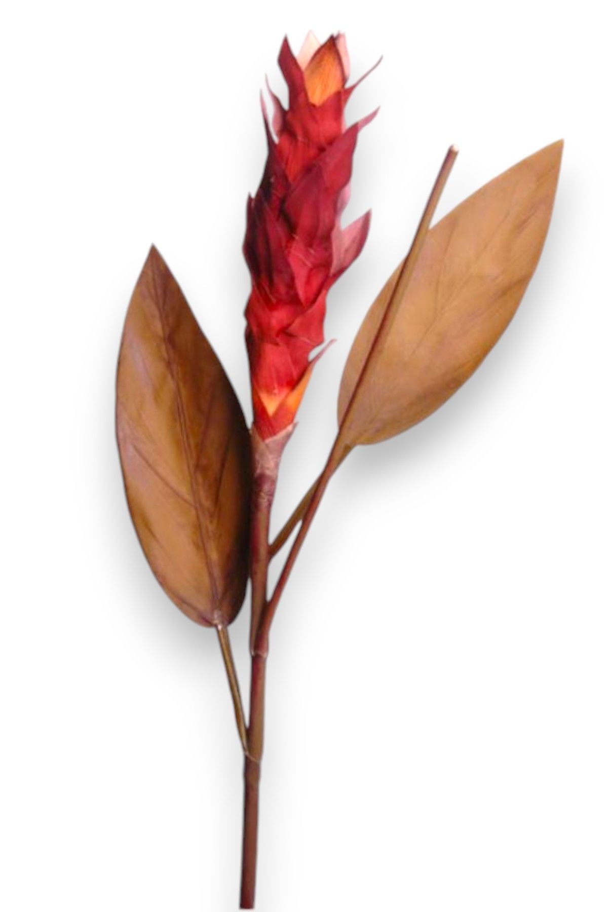 Tropikal Ginger 90cm Bordo